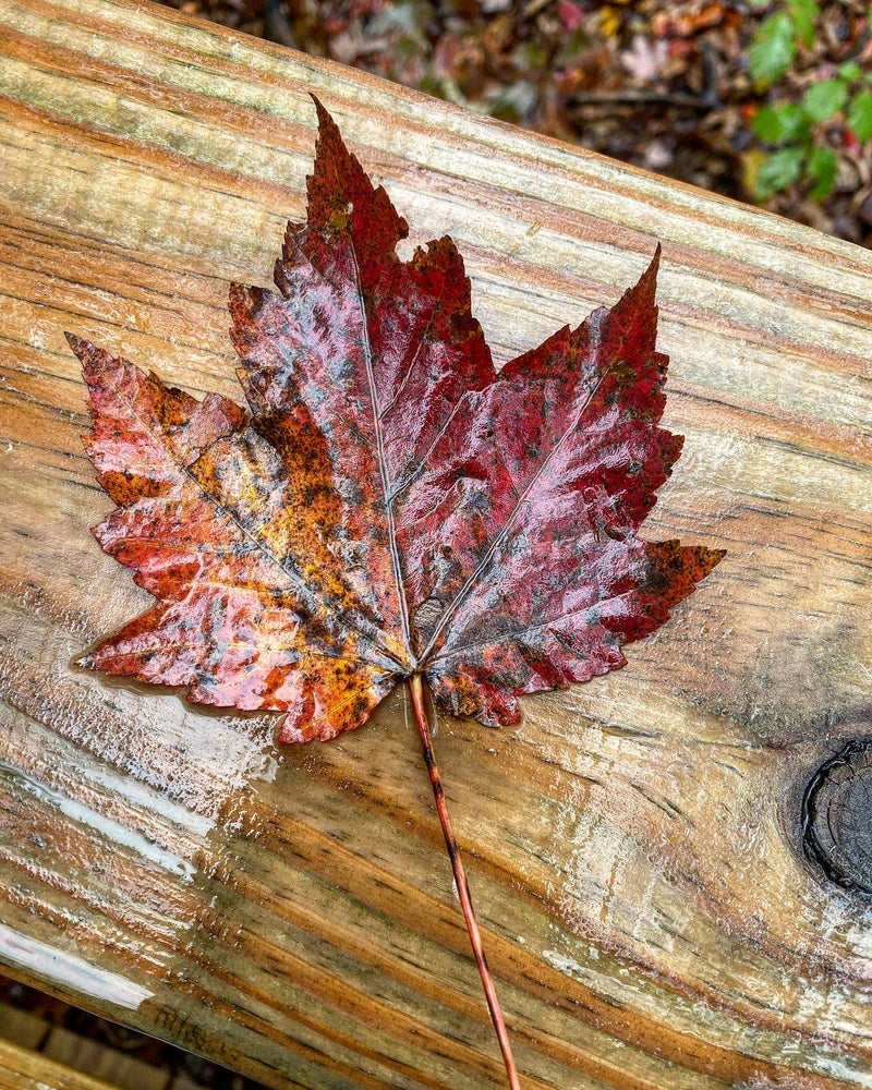 Falling Leaves Soap - La De Da