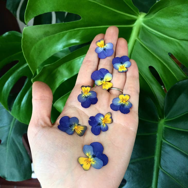 Viola Pansy Hearts Necklace - La De Da